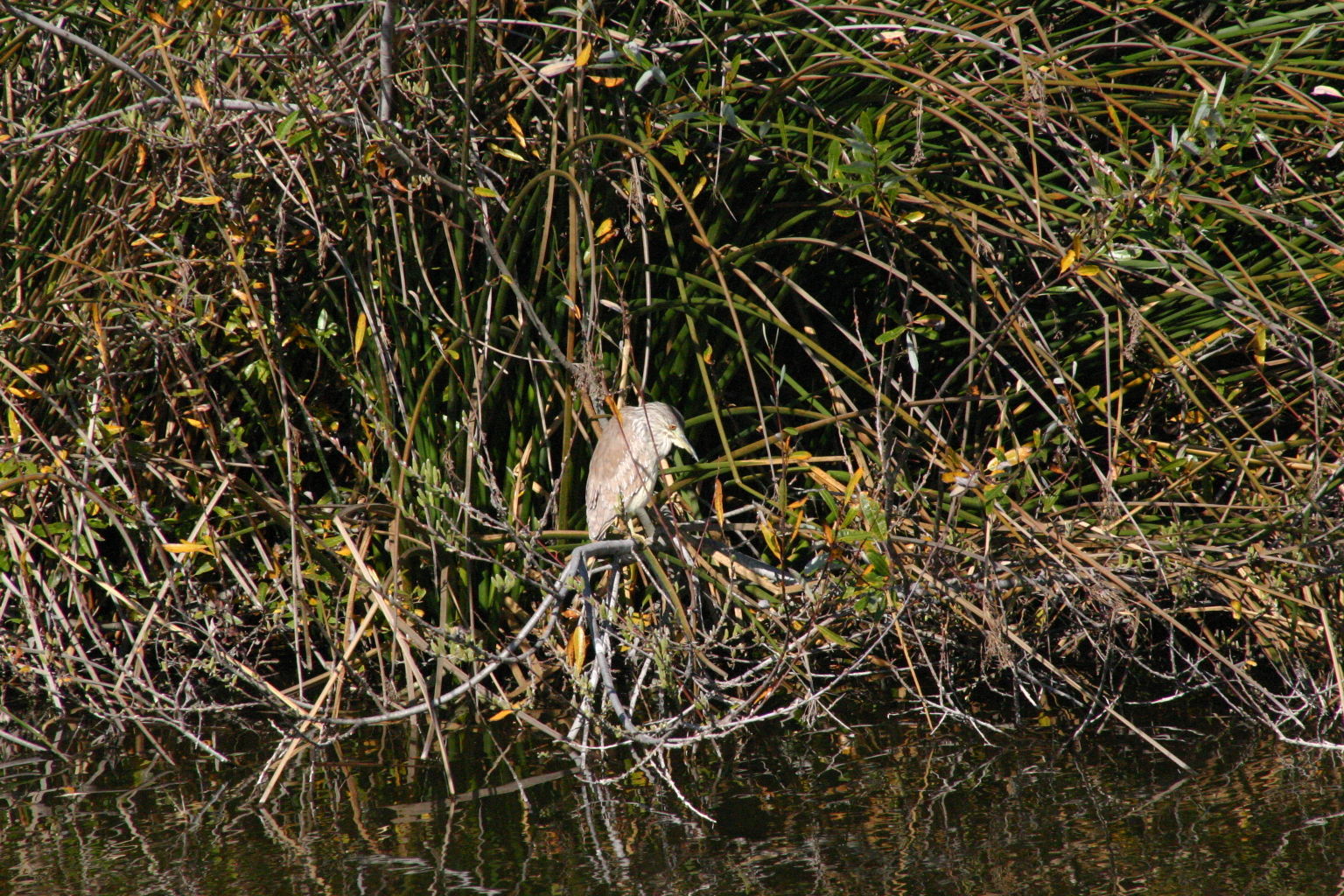 Oso Flaco Boardwalk
